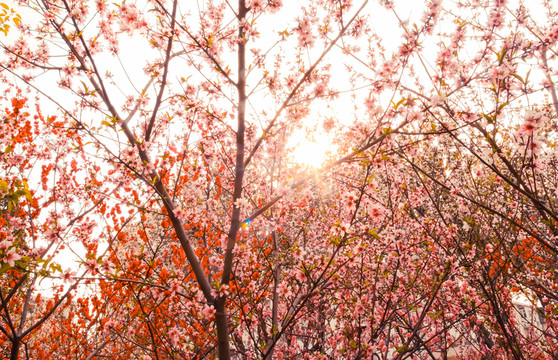 盛開(kāi)的桃花