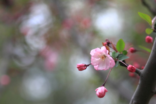 垂絲海棠