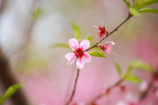 盛開的桃花