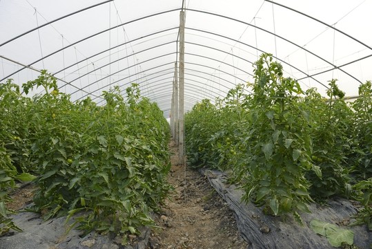蔬菜基地 種菜 菜籃子