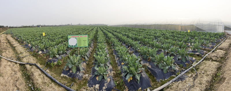 現(xiàn)代農(nóng)業(yè)基地 蔬菜基地