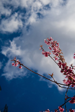 櫻花