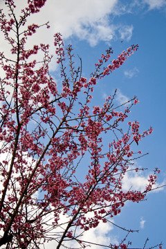 櫻花