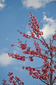 櫻花