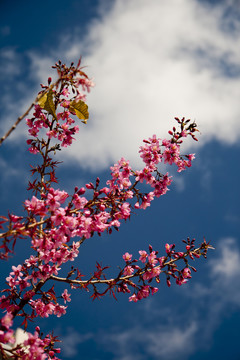 櫻花