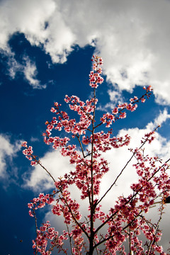 櫻花