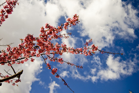 櫻花