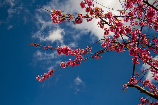 櫻花