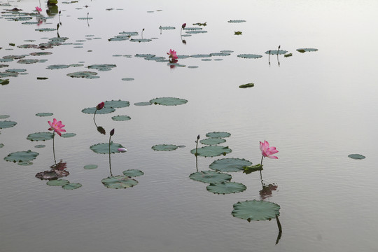 荷花