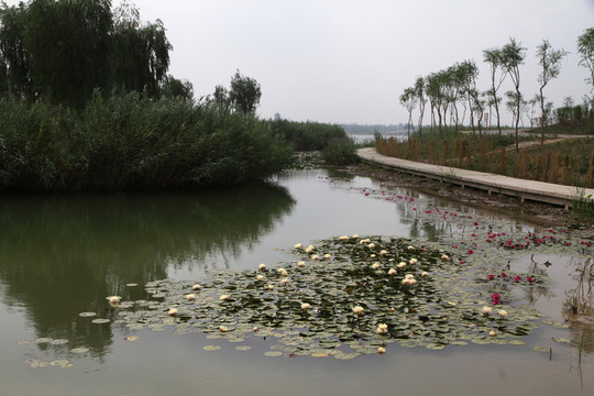 馬踏湖風(fēng)光