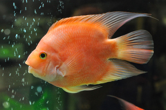 觀賞魚