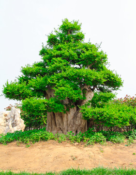 樹(shù)葉樹(shù)枝