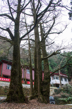廬山三寶樹