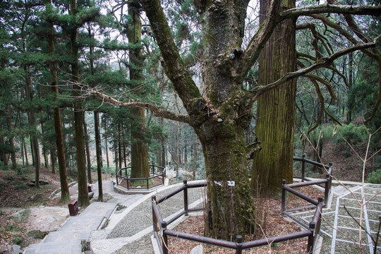廬山三寶樹(shù)