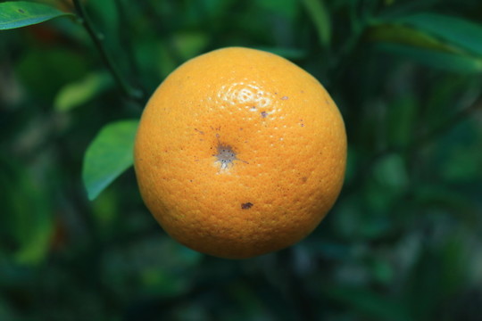 1個桔子