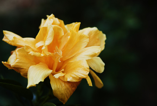 南寧市花朱槿花（御衣黃）
