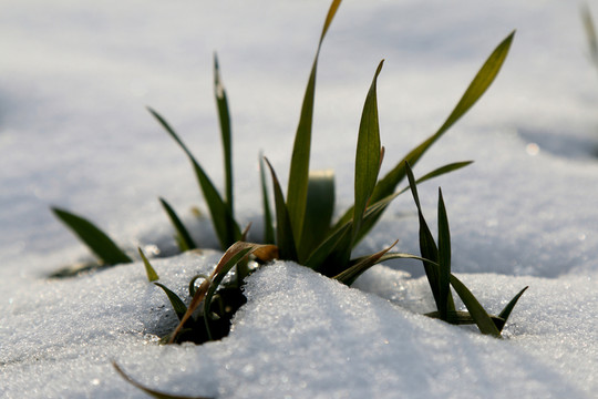 雪地里的頑強