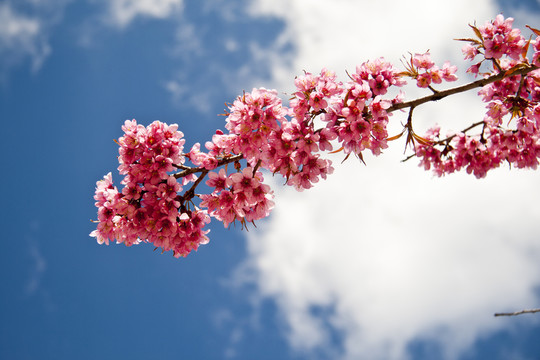 櫻花