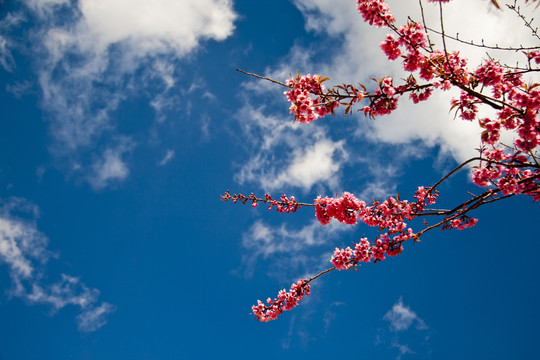 櫻花