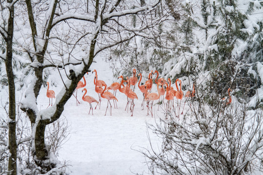 雪中火烈鳥(niǎo)