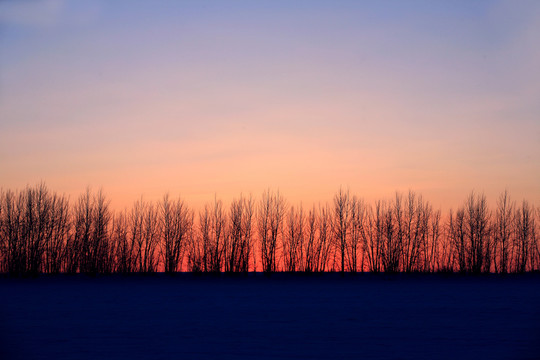 夕陽(yáng)小樹林