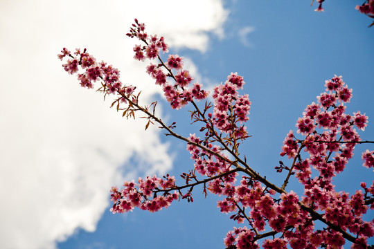 櫻花