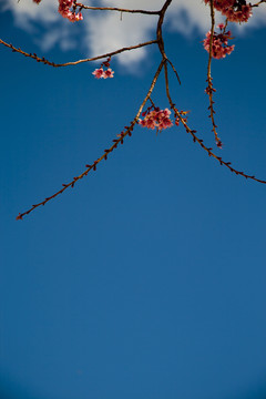 櫻花