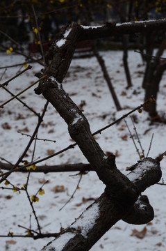 雪中臘梅
