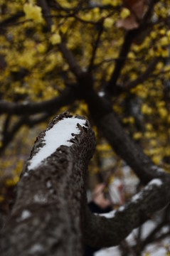 雪中臘梅
