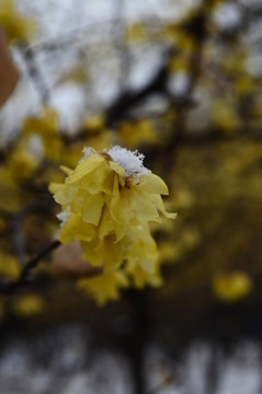 雪中臘梅