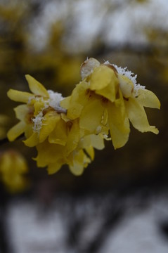雪中臘梅