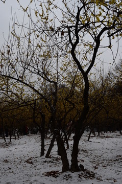 雪中臘梅園