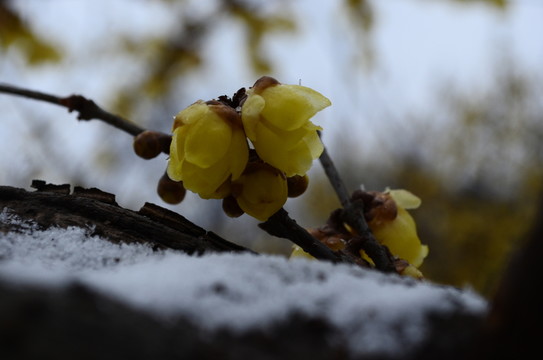 雪中臘梅