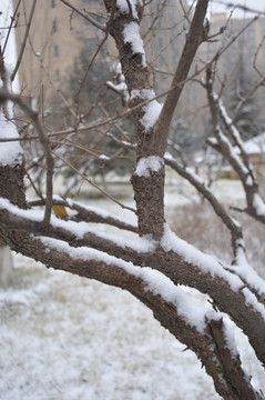 雪壓樹枝