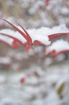 雪中紅楓葉