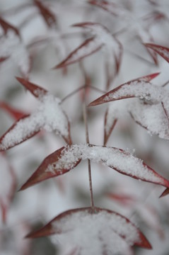 雪中紅楓葉