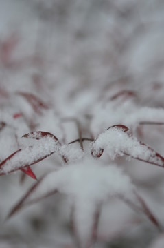 雪中楓葉