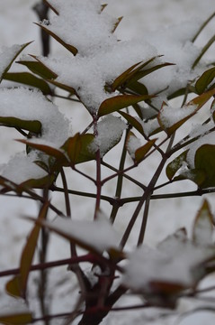 雪中小紅葉