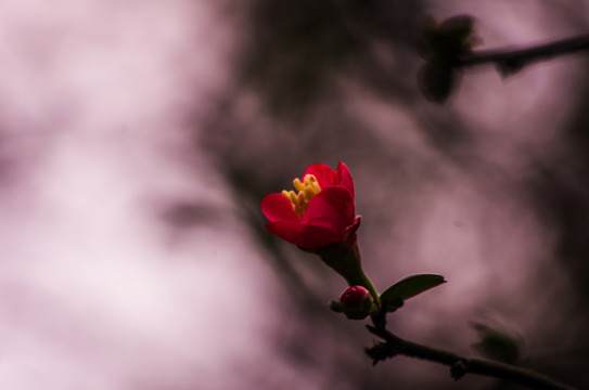 海棠花