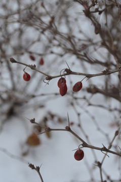 雪中小紅果