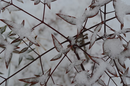 雪中小紅葉
