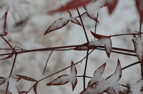 雪中紅葉