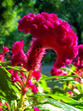 雞冠花