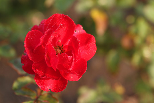 月季花