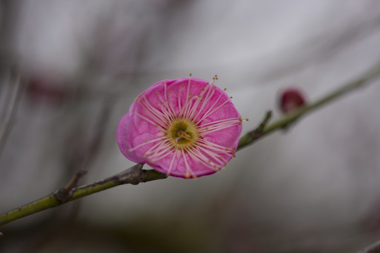 紅梅花