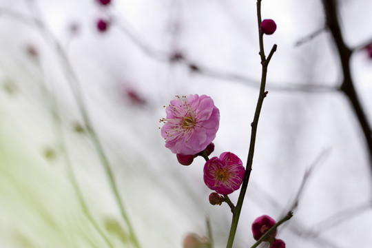紅梅花