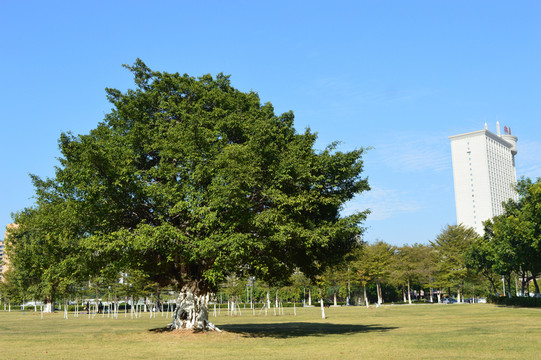 草地大樹藍(lán)天