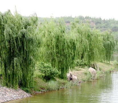 河邊綠柳