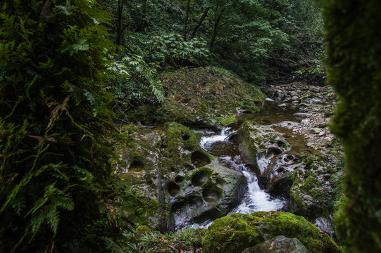 瓦屋山原始森林