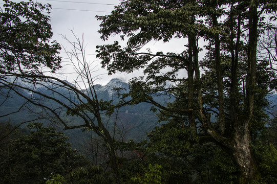 瓦屋山 原始森林
